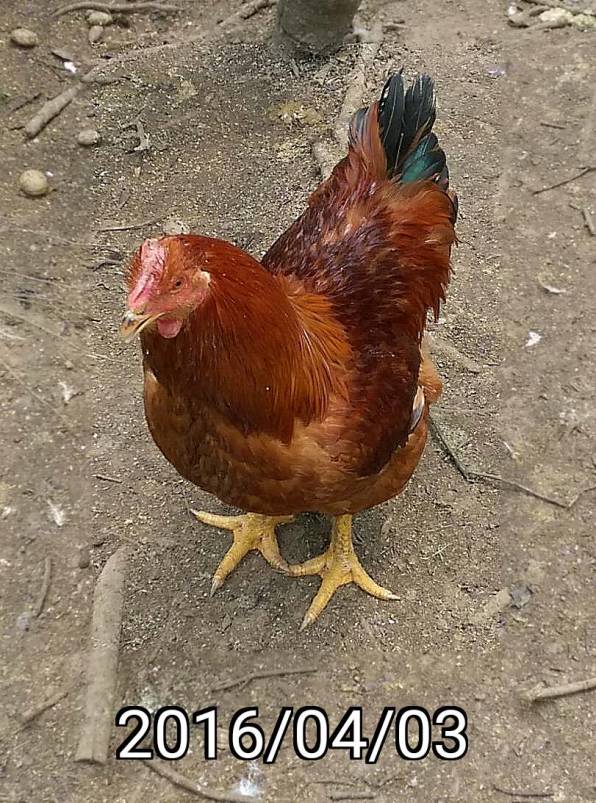 閹雞 castrated cock/rooster